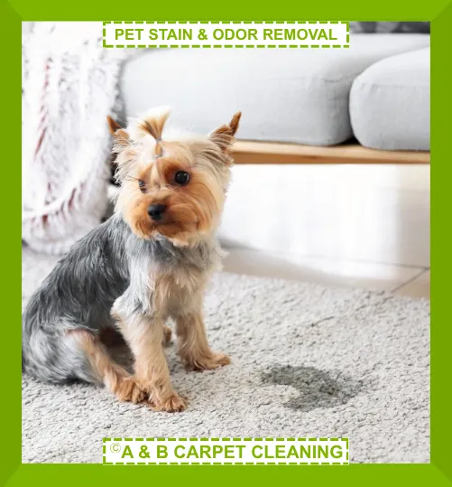 Pet Stain and Odor Removal